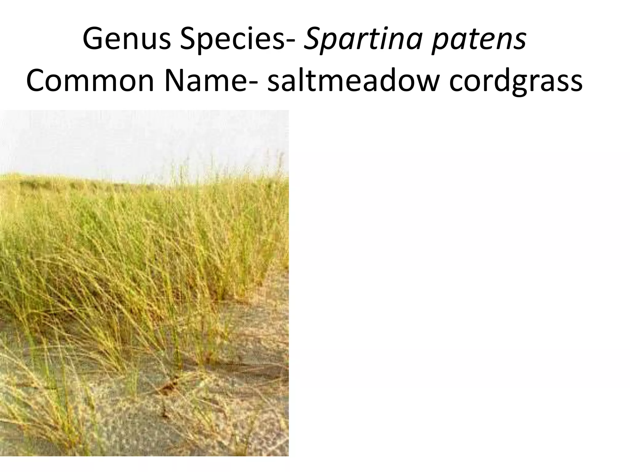 Genus Species- Spartina patens
Common Name- saltmeadow cordgrass
 