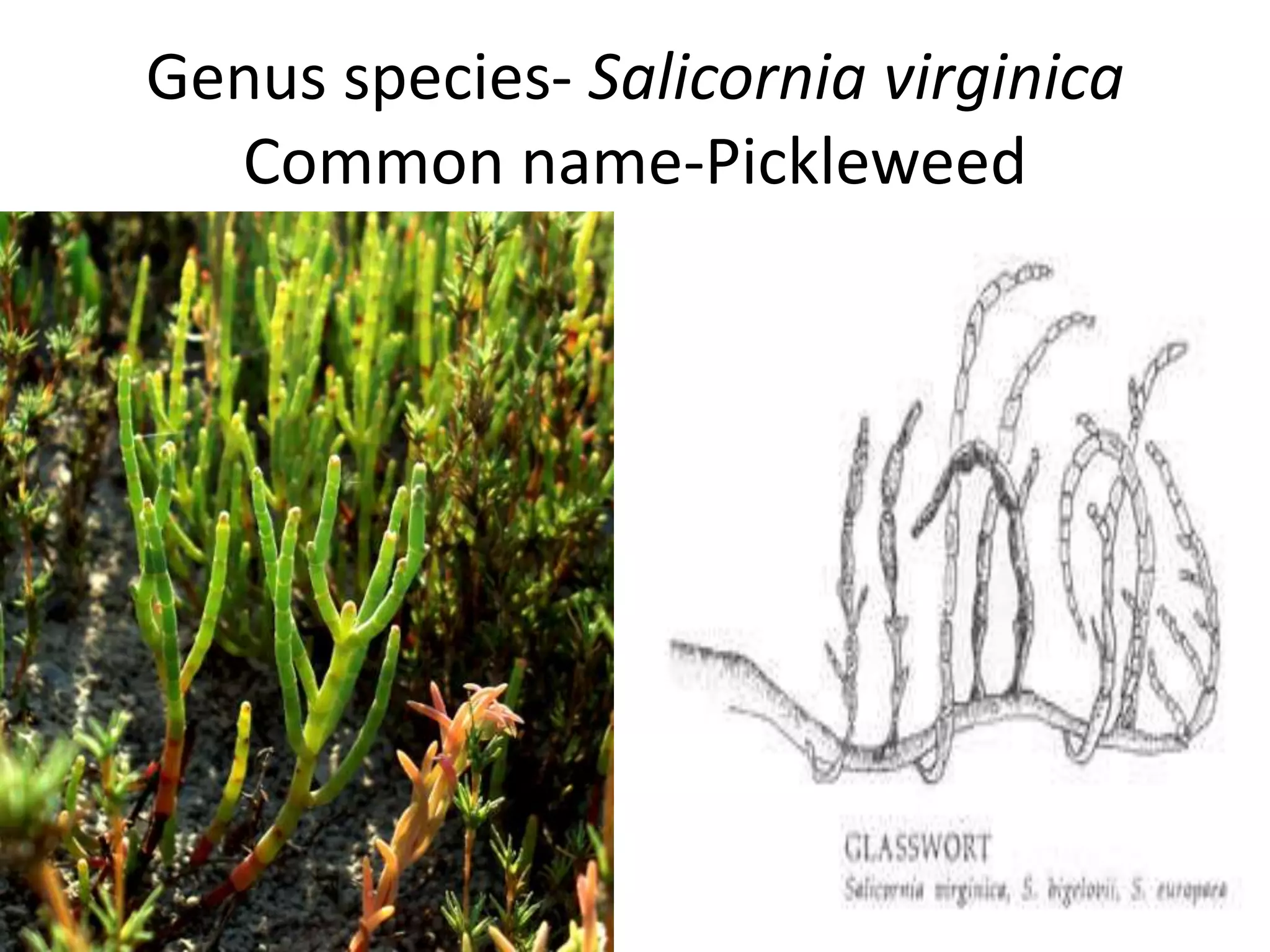 Genus species- Salicornia virginica
  Common name-Pickleweed
 