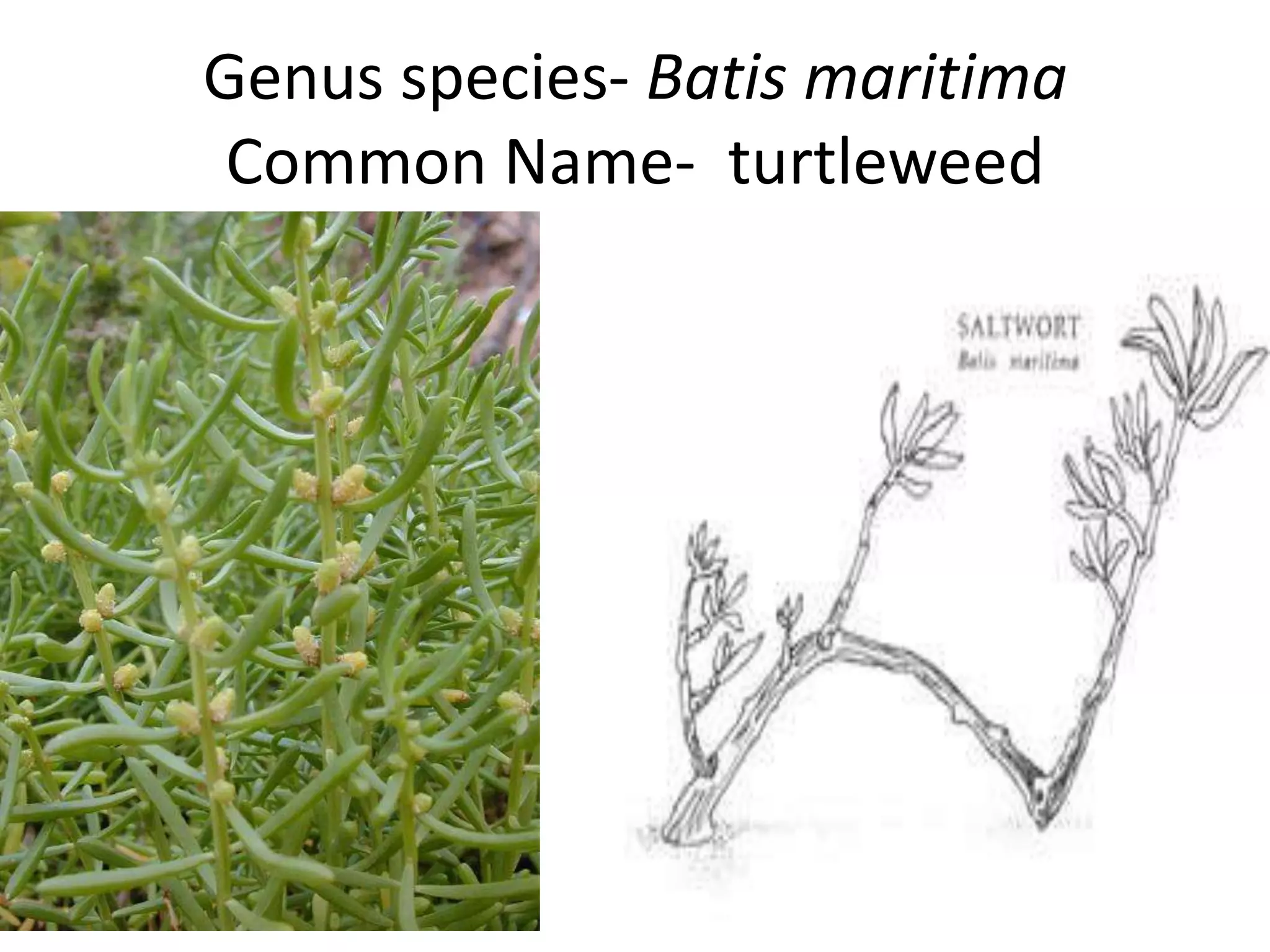 Genus species- Batis maritima
 Common Name- turtleweed
 