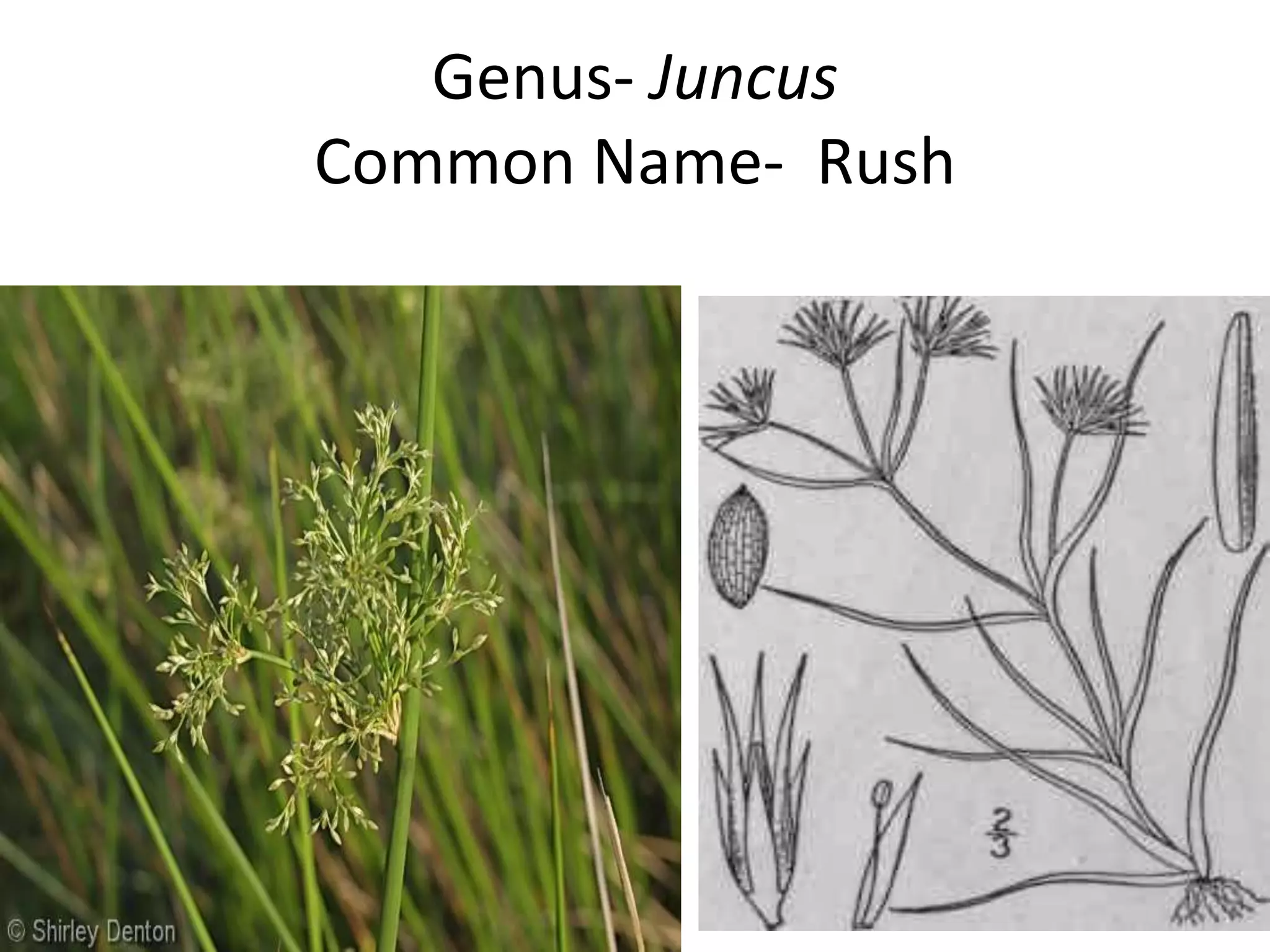 Genus- Juncus
Common Name- Rush
 