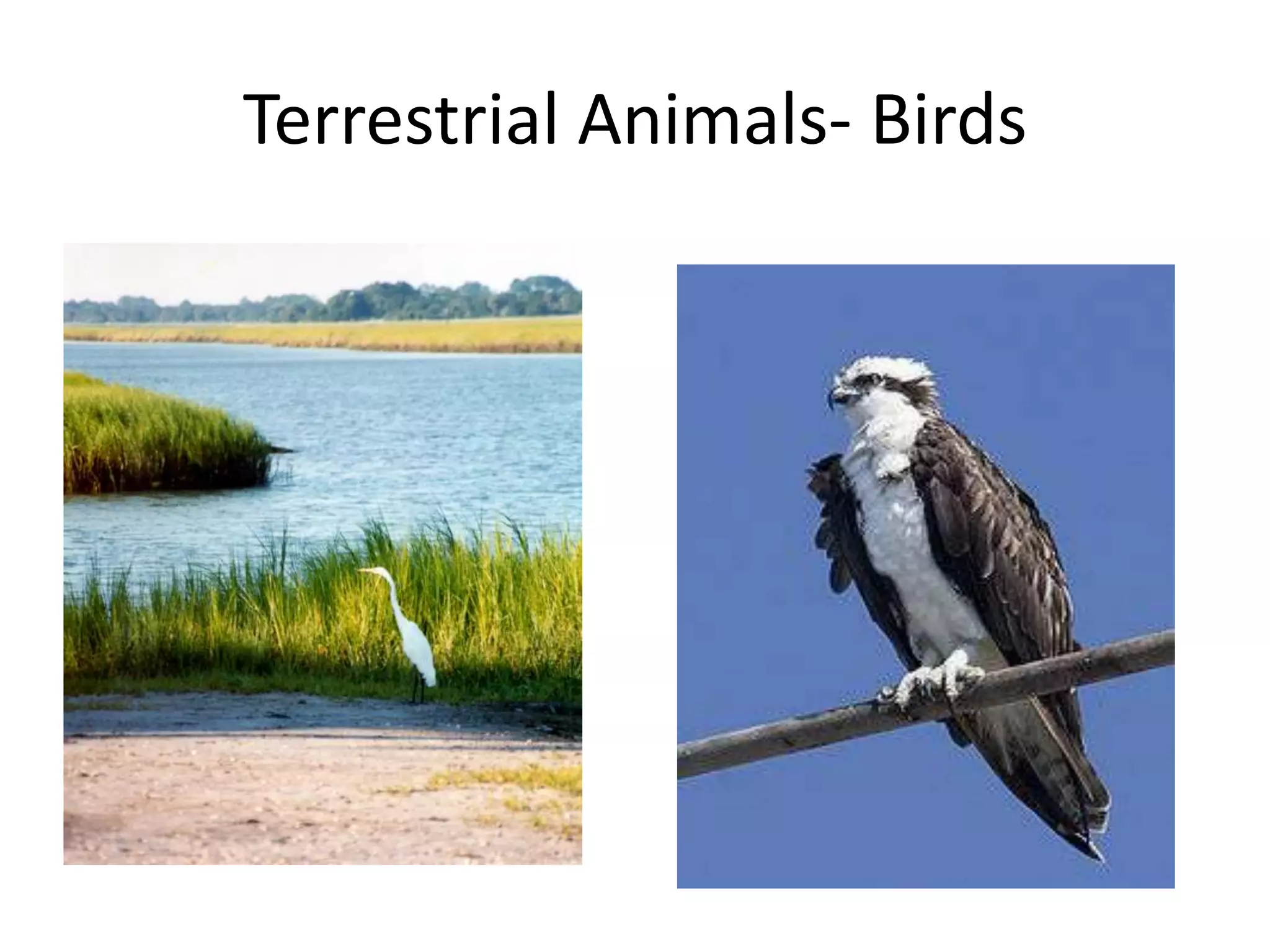 Terrestrial Animals- Birds
 