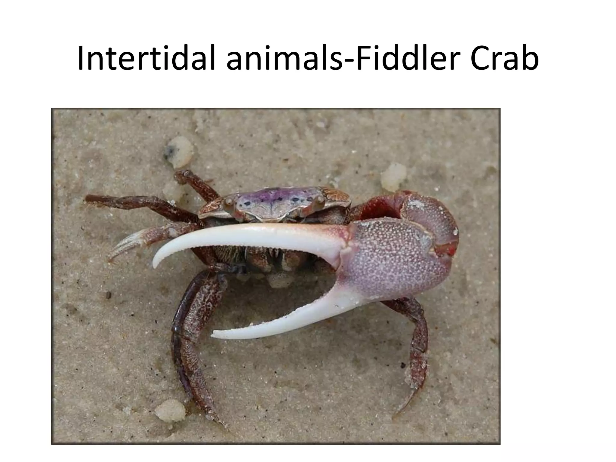 Intertidal animals-Fiddler Crab
 