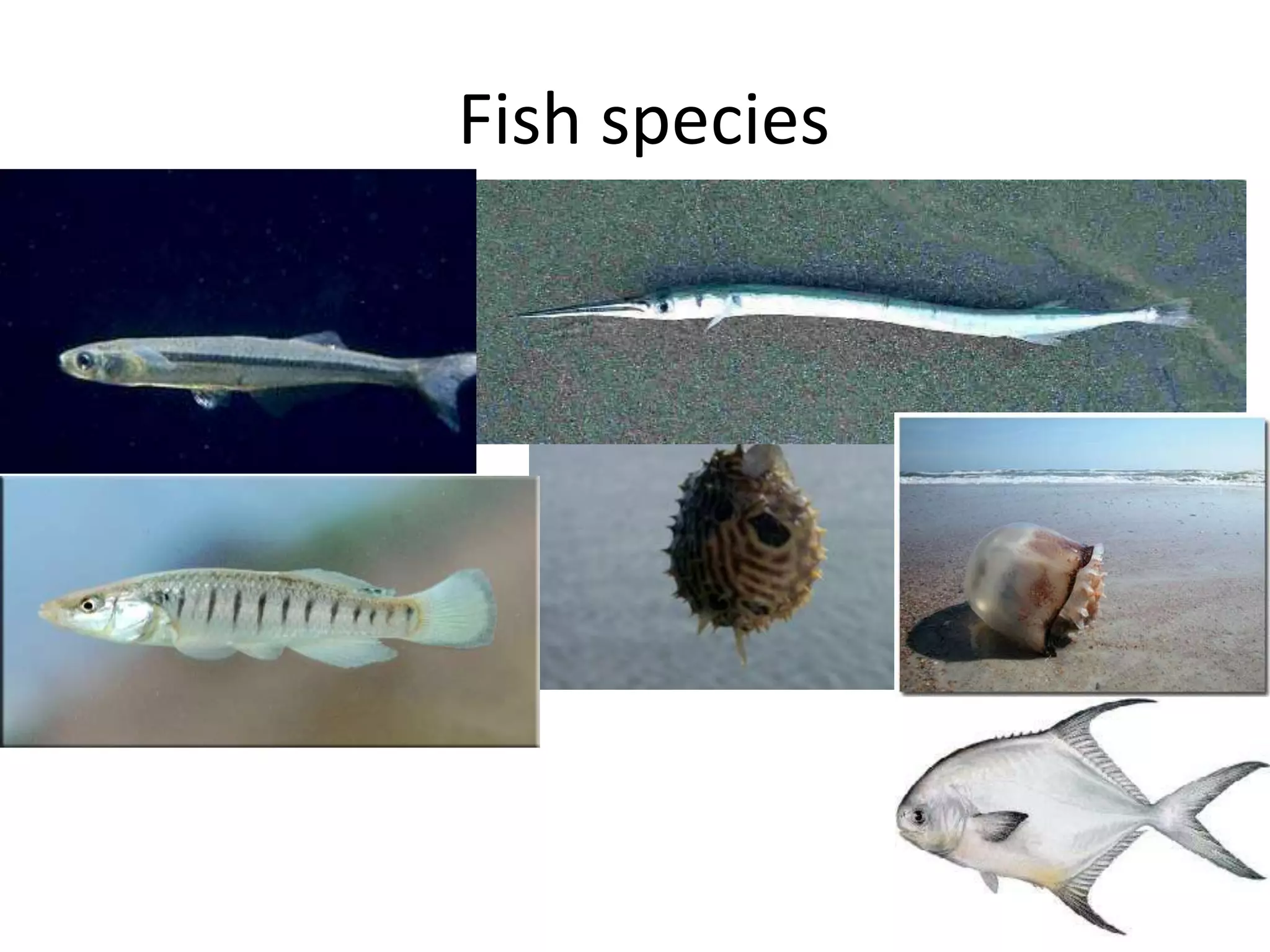 Fish species
 