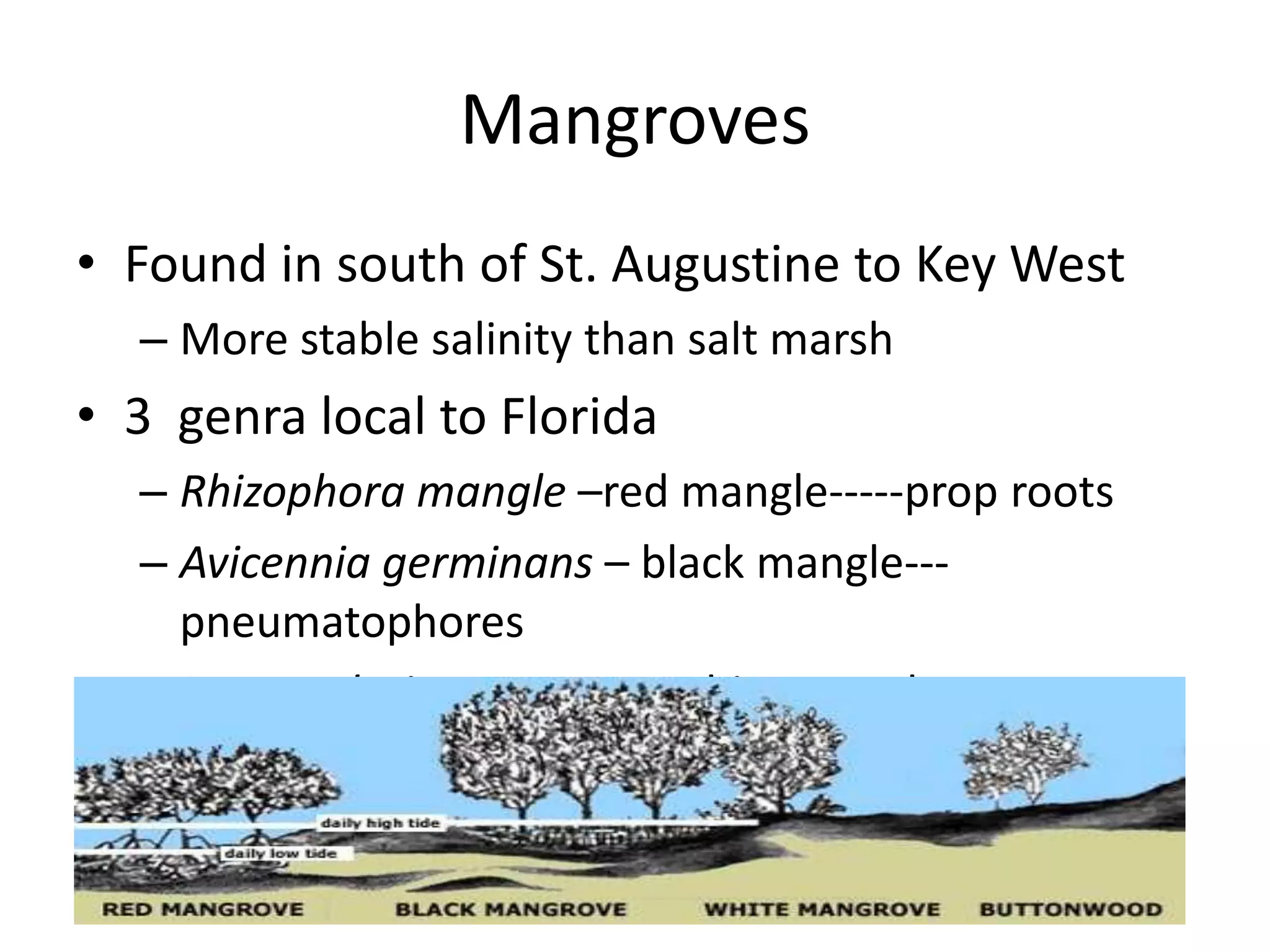 Mangroves
• Found in south of St. Augustine to Key West
  – More stable salinity than salt marsh
• 3 genra local to Florida
  – Rhizophora mangle –red mangle-----prop roots
  – Avicennia germinans – black mangle---
    pneumatophores
  – Laguncularia racemosa- white mangle
• Distinctive by their root system and pods
 