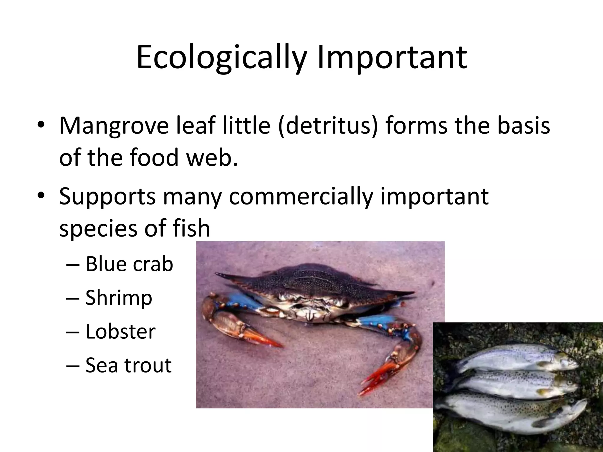 Ecologically Important
• Mangrove leaf little (detritus) forms the basis
  of the food web.
• Supports many commercially important
  species of fish
  – Blue crab
  – Shrimp
  – Lobster
  – Sea trout
 