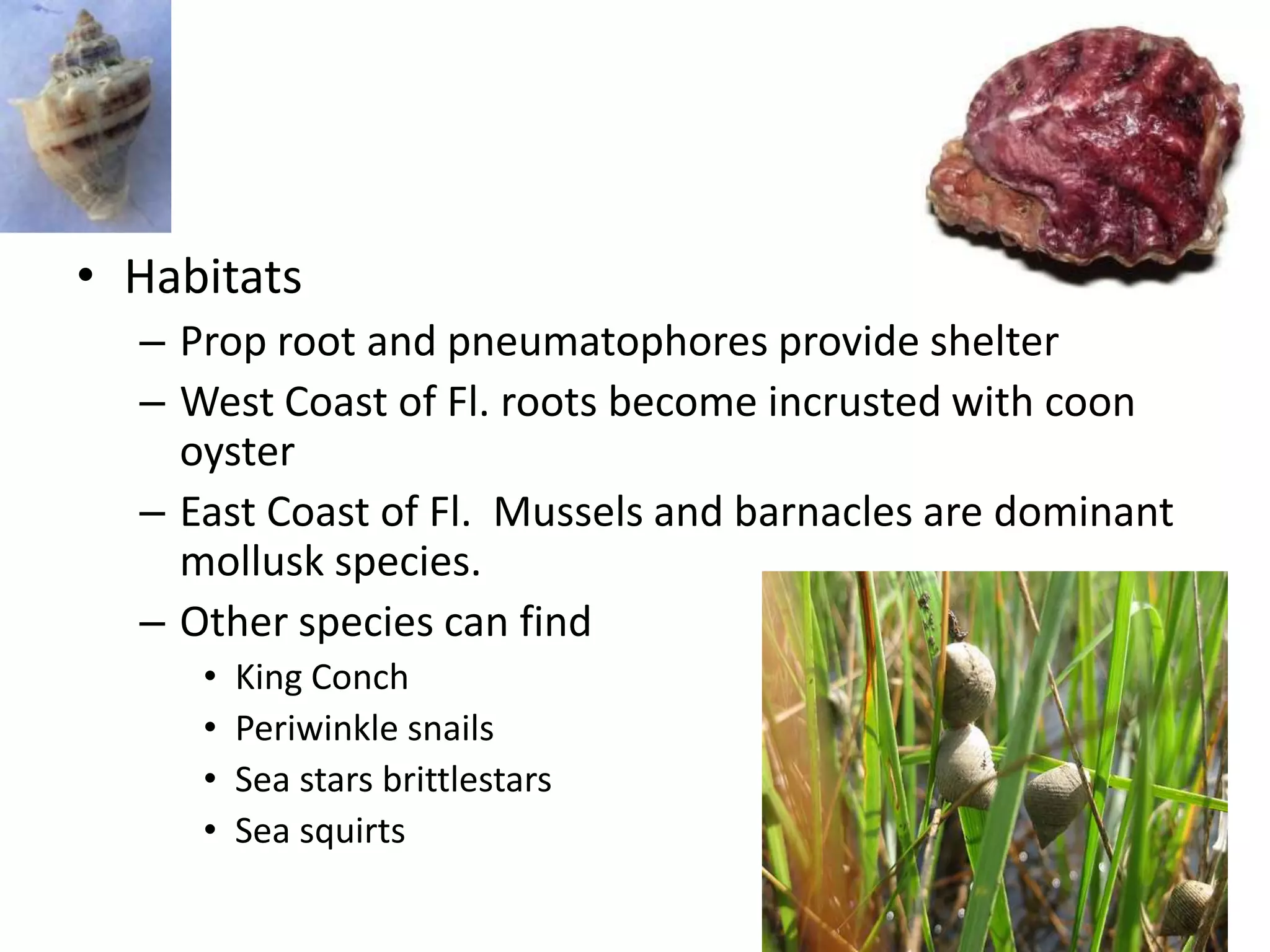 • Habitats
  – Prop root and pneumatophores provide shelter
  – West Coast of Fl. roots become incrusted with coon
    oyster
  – East Coast of Fl. Mussels and barnacles are dominant
    mollusk species.
  – Other species can find
     •   King Conch
     •   Periwinkle snails
     •   Sea stars brittlestars
     •   Sea squirts
 