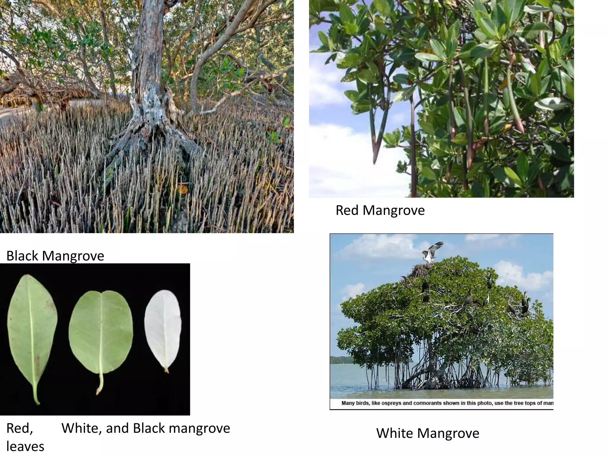 Red Mangrove


Black Mangrove




Red,     White, and Black mangrove        White Mangrove
leaves
 