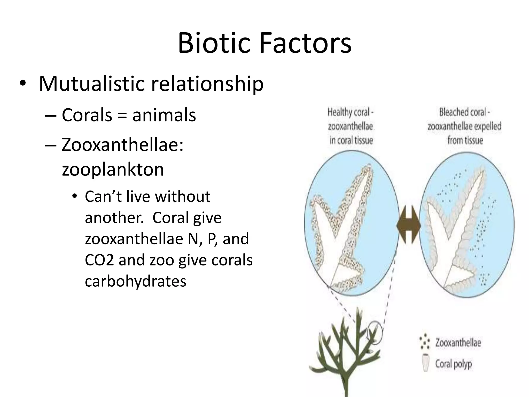 Biotic Factors
• Mutualistic relationship
  – Corals = animals
  – Zooxanthellae:
    zooplankton
     • Can’t live without
       another. Coral give
       zooxanthellae N, P, and
       CO2 and zoo give corals
       carbohydrates
 