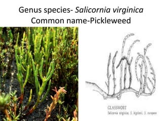 Genus- Juncus
Common Name- Rush
 