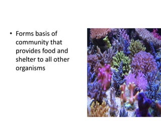 • Forms basis of
  community that
  provides food and
  shelter to all other
  organisms
 