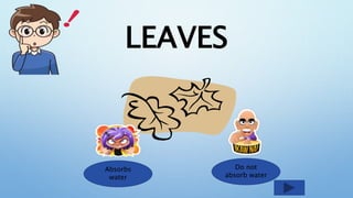 LEAVES
Absorbs
water
Do not
absorb water
 