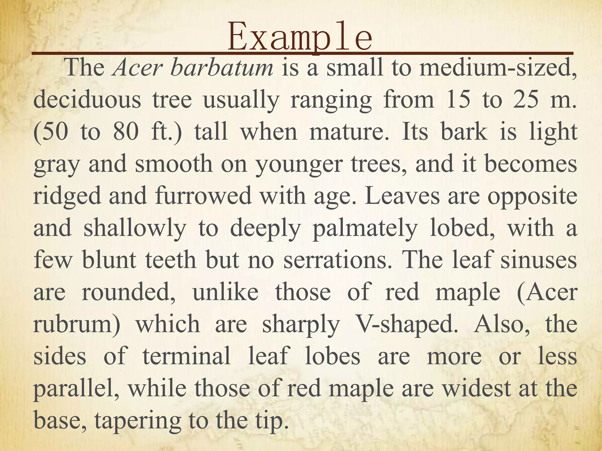 Example
The Acer barbatum is a small to medium-sized,
deciduous tree usually ranging from 15 to 25 m.
(50 to 80 ft.) tall when mature. Its bark is light
gray and smooth on younger trees, and it becomes
ridged and furrowed with age. Leaves are opposite
and shallowly to deeply palmately lobed, with a
few blunt teeth but no serrations. The leaf sinuses
are rounded, unlike those of red maple (Acer
rubrum) which are sharply V-shaped. Also, the
sides of terminal leaf lobes are more or less
parallel, while those of red maple are widest at the
base, tapering to the tip.
 