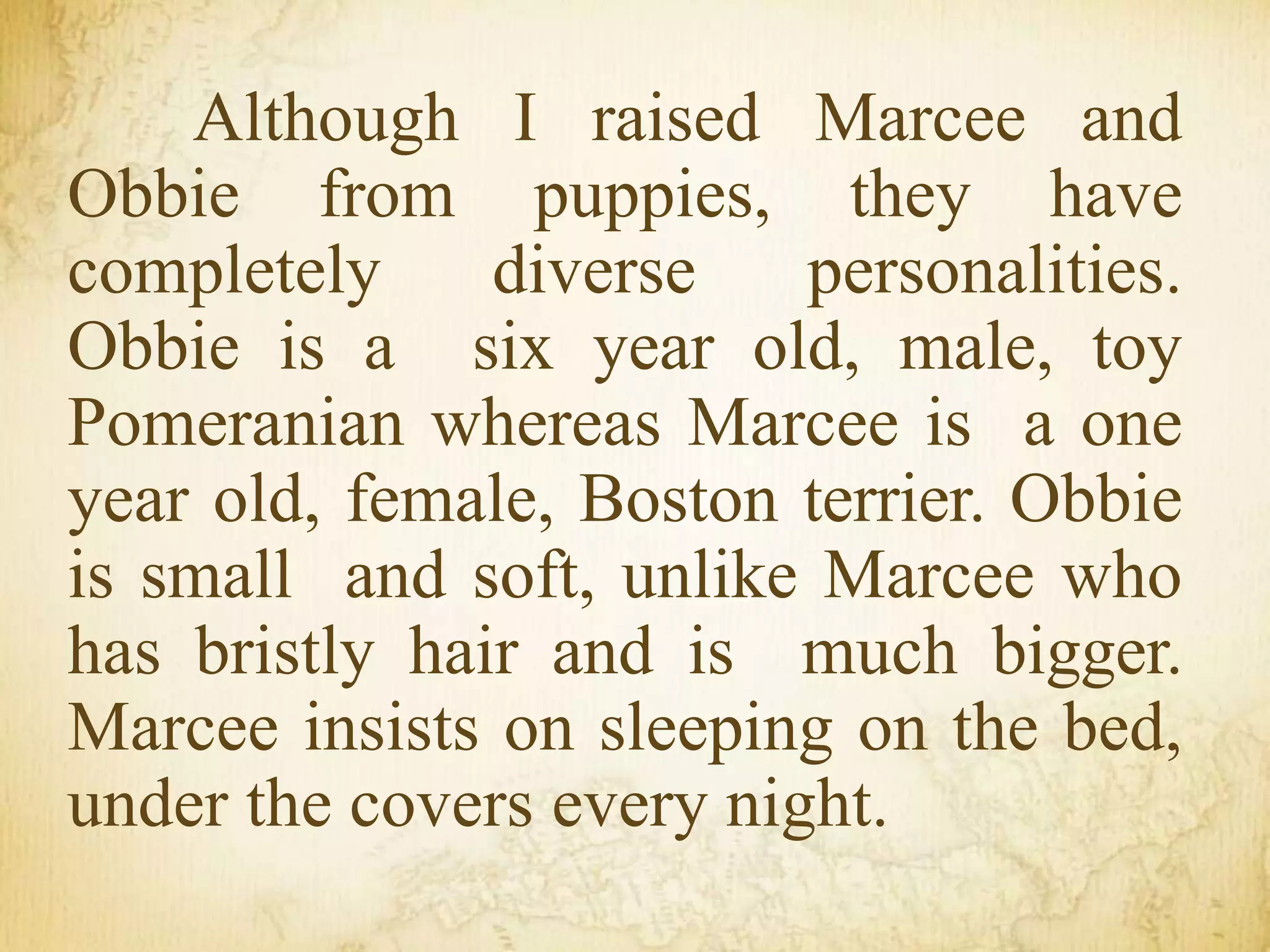 Although I raised Marcee and
Obbie from puppies, they have
completely diverse personalities.
Obbie is a six year old, male, toy
Pomeranian whereas Marcee is a one
year old, female, Boston terrier. Obbie
is small and soft, unlike Marcee who
has bristly hair and is much bigger.
Marcee insists on sleeping on the bed,
under the covers every night.
 