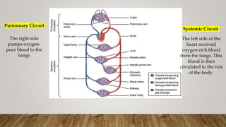 Pulmonary Circuit
The right side
pumps oxygen-
poor blood to the
lungs
Systemic Circuit
The left side of the
heart received
oxygen-rich blood
from the lungs. This
blood is then
circulated to the rest
of the body.
 