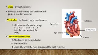 Left Ventricle
 Atria - Upper Chambers
 Received blood coming into the heart and
pump it into the ventricles
 Ventricles – the heart’s two lower champers
 thicker muscular walls, pump
blood out of the heart and
into the other parts of the
body
 Atrioventricular valves
 Also known as tricuspid valve
 Entrance valve
 Located between the right atrium and the right ventricle.
 