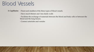 3. Capillaries - Finest and smallest of the three types of blood vessels.
- Have much thinner and less elastic walls
- Facilitate the exchange of materials between the blood and body cells or between the
blood and the lung tissues.
- Connect arterioles and venules
 