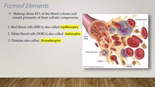  Makeup about 45% of the blood volume and
consist primarily of three cellular components:
1. Red blood cells (RBCs) also called erythrocytes
2. White blood cells (WBCs) also called leukocytes
3. Platelets also called thrombocytes
 