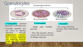 b. Eosinophils
- Bright pink, beadlike
granules.
- They kill parasites, destroy
cancer cells, and are involved
in allergic responses.
c. Basophils
- Have large, dark blue
granules, often with obscure
nuclei.
a. Neutrophils – constitute
about 60% of all leukocytes
• Lavender granules and
are active in fighting
infections through
phagocytosis - a process
that involves engulfing
and ingesting bacteria,
fungi, and other foreign
debris.
 