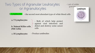 - Lack of visible
granules
1. Lymphocytes - the second most abundant type of white blood cells
- Both of which help protect
against viral infections and
detect and destroy some cancer
cells
a. T Lymphocytes
b. Natural Killer cells
(NK Cells)
c. B Lymphocytes - Produce antibodies
 