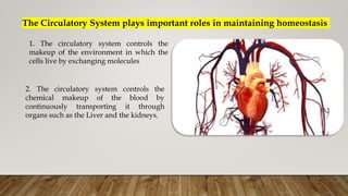 The Circulatory System plays important roles in maintaining homeostasis
2. The circulatory system controls the
chemical makeup of the blood by
continuously transporting it through
organs such as the Liver and the kidneys.
1. The circulatory system controls the
makeup of the environment in which the
cells live by exchanging molecules
 