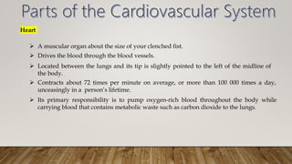 Heart
 A muscular organ about the size of your clenched fist.
 Drives the blood through the blood vessels.
 Located between the lungs and its tip is slightly pointed to the left of the midline of
the body.
 Contracts about 72 times per minute on average, or more than 100 000 times a day,
unceasingly in a person’s lifetime.
 Its primary responsibility is to pump oxygen-rich blood throughout the body while
carrying blood that contains metabolic waste such as carbon dioxide to the lungs.
 