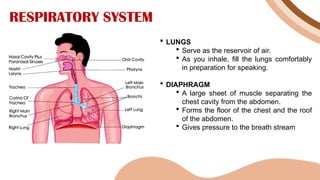 RESPIRATORY SYSTEM
 LUNGS
 Serve as the reservoir of air.
 As you inhale, fill the lungs comfortably
in preparation for speaking.
 DIAPHRAGM
 A large sheet of muscle separating the
chest cavity from the abdomen.
 Forms the floor of the chest and the roof
of the abdomen.
 Gives pressure to the breath stream
 
