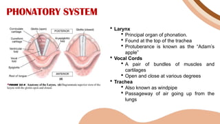 PHONATORY SYSTEM
 Larynx
 Principal organ of phonation.
 Found at the top of the trachea
 Protuberance is known as the “Adam’s
apple”
 Vocal Cords
 A pair of bundles of muscles and
cartilages
 Open and close at various degrees
 Trachea
 Also known as windpipe
 Passageway of air going up from the
lungs
 
