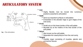 ARTICULATORY SYSTEM
 Lips
 Highly flexible. Can be moved into numerous
positions essential to articulation
 Teeth
 Serve as important surfaces in articulation
 Embedded in the alveolar ridge or gum ridges of the
oral cavity
 Uvula
 Small nub on the lower border of the soft palate
 Movable tip at the midline of the free border of the
soft palate
 Velum
 Also known as the soft palate
 Separates the nasal pharynx from the oral cavity
 Tongue
 Flexible organ consisting of muscles, glands and
connective tissues
 