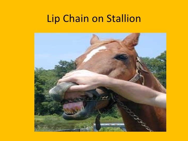 lesson-1-stallion-management-powerpoint-15-728.jpg