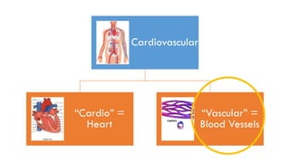 Cardiovascular
“Cardio” =
Heart
“Vascular” =
Blood Vessels
 