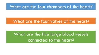 What are the four chambers of the heart?
What are the four valves of the heart?
What are the five large blood vessels
connected to the heart?
 