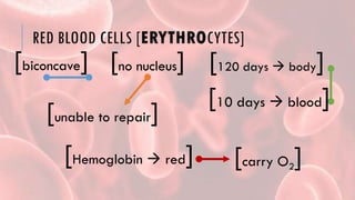 RED BLOOD CELLS [ERYTHROCYTES]
[biconcave] [no nucleus]
[unable to repair]
[120 days  body]
[10 days  blood]
[Hemoglobin  red] [carry O2]
 