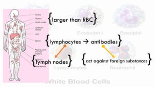 {larger than RBC}
{lymphocytes  antibodies}
{lymph nodes} {act against foreign substances}
 