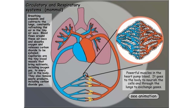 Lesson 1 Circulatory System - Grade 9