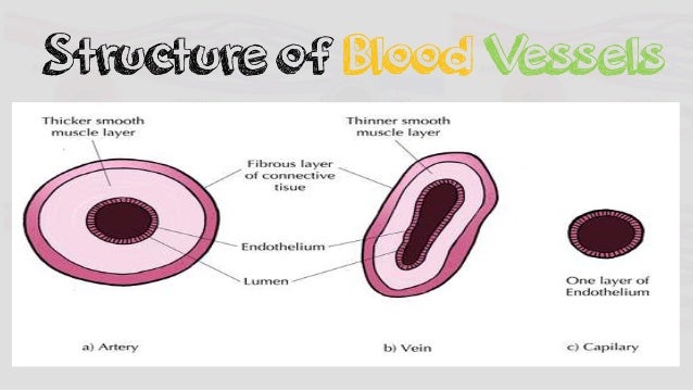 Lesson 1 Circulatory System - Grade 9