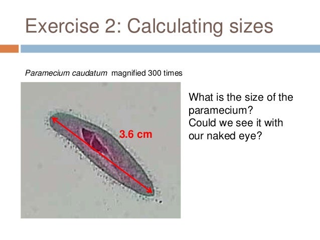 lesson 1 the size of life size of paramecium