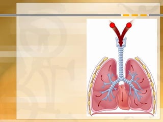 1.2.3 Lesson 1 - The respiratory system