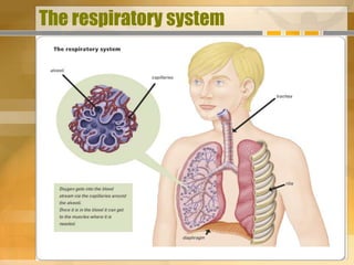 The respiratory system
 