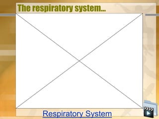 The respiratory system…




      Respiratory System
 