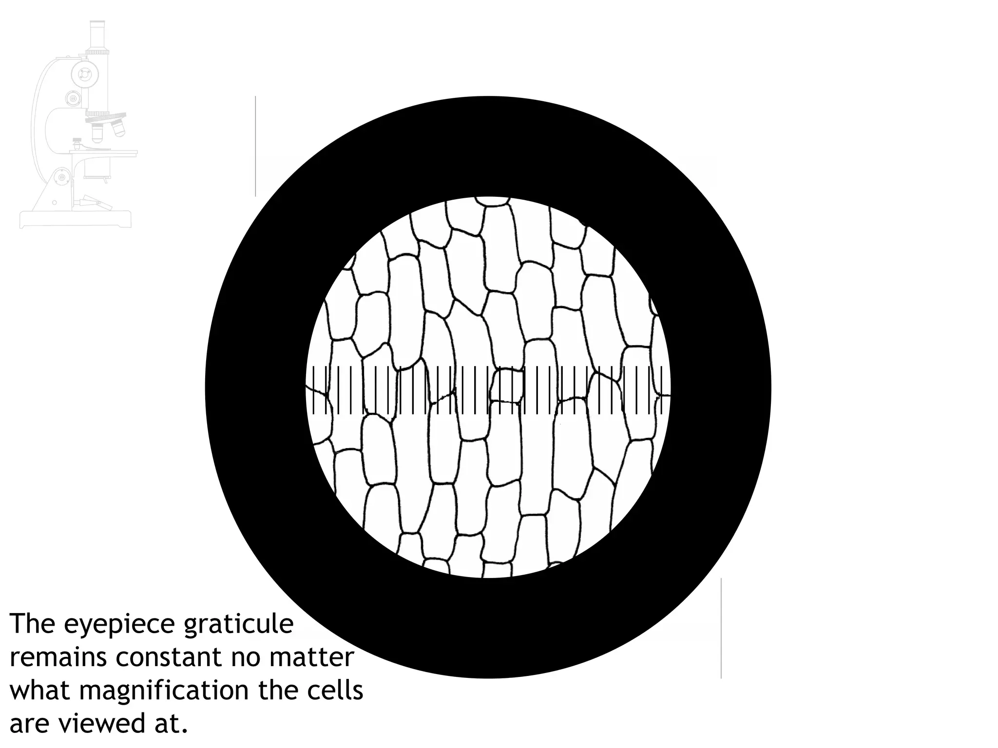 AS Biology Lesson 2 - Measuring Cells | PPT