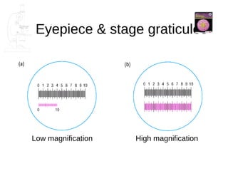Eyepiece & stage graticules




Low magnification   High magnification
 
