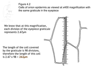 Figure 4.2
             Cells of onion epidermis as viewed at x400 magnification with
             the same graticule in the eyepiece




 We know that at this magnification,
 each division of the eyepiece graticule
 represents 2.67μm




The length of the cell covered
by the graticule is 98 divisions,
therefore the length of this cell
is 2.67 x 98 = 262μm
 