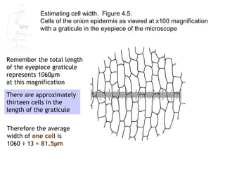 Estimating cell width. Figure 4.5.
           Cells of the onion epidermis as viewed at x100 magnification
           with a graticule in the eyepiece of the microscope



Remember the total length
of the eyepiece graticule
represents 1060μm
at this magnification

There are approximately
thirteen cells in the
length of the graticule

Therefore the average
width of one cell is
1060 ÷ 13 = 81.5μm
 