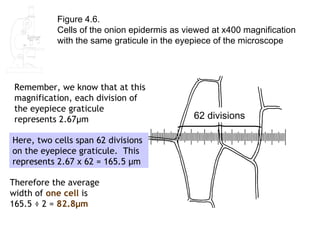 Figure 4.6.
           Cells of the onion epidermis as viewed at x400 magnification
           with the same graticule in the eyepiece of the microscope




 Remember, we know that at this
 magnification, each division of
 the eyepiece graticule
 represents 2.67μm                           62 divisions

Here, two cells span 62 divisions
on the eyepiece graticule. This
represents 2.67 x 62 = 165.5 μm

Therefore the average
width of one cell is
165.5 ÷ 2 = 82.8μm
 