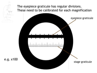 The eyepiece graticule has regular divisions.
        These need to be calibrated for each magnification

                                            eyepiece graticule




e.g. x100
                                              stage graticule
 