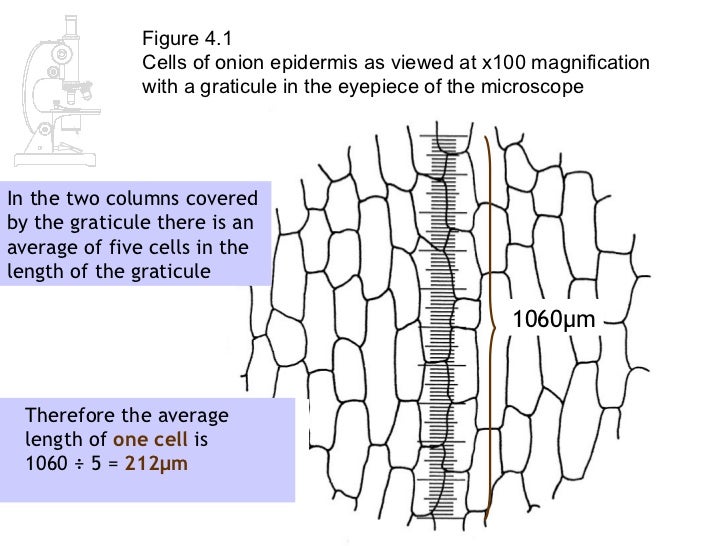 AS Biology Lesson 2 Measuring Cells