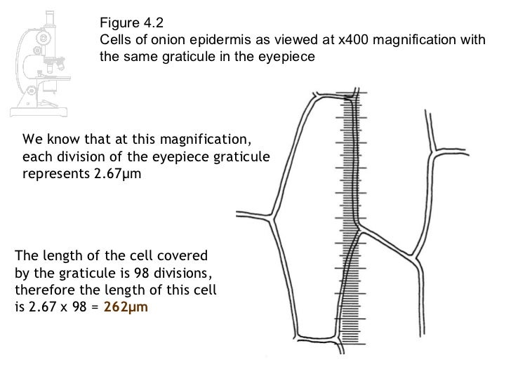 AS Biology Lesson 2 Measuring Cells