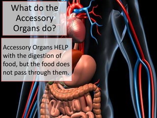 Digestive System Accessory Organs | PPTX
