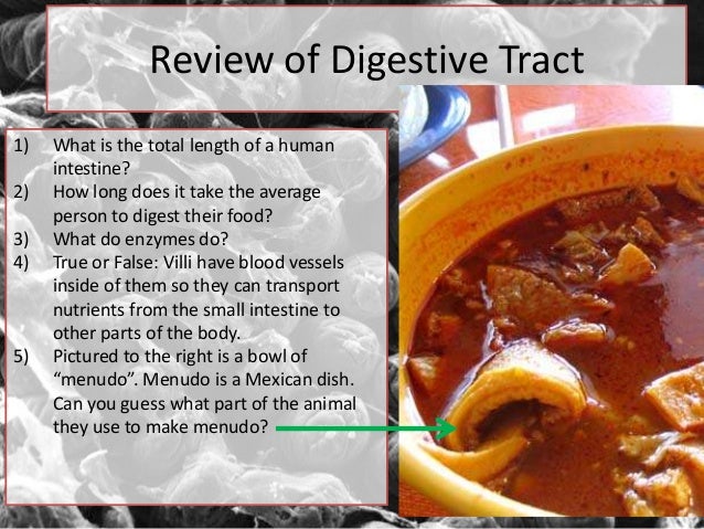 Digestive System Accessory Organs