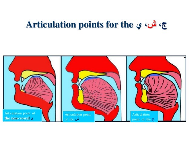 Articulation Points Of Arabic Alphabet
